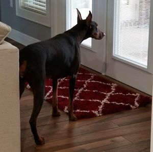 Meet your Posher, Randy